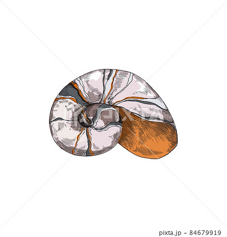 Seashell with spiral form in colored sketch style, vector illustration isolated on white background. Seashell with spiral form in colored sketch style, vector illustration isolated on white background. 84679919