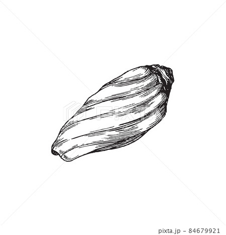 Sea Shell In Monochrome Sketch Style For のイラスト素材