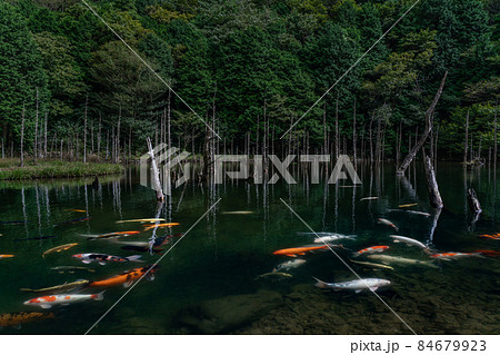 一の俣桜公園 一の俣桜公園 84679923