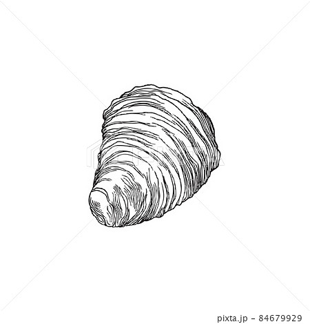 Seashell Or Fossil Mollusk Armor Shell のイラスト素材