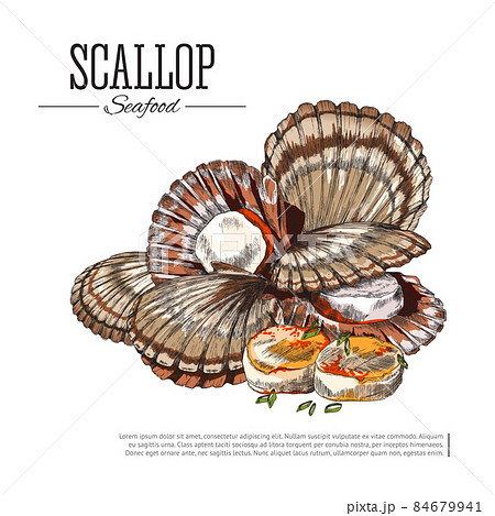Scallop seafood colored sketch vector illustration. Japanese cuisine, shellfish food vintage drawing for package design. 84679941