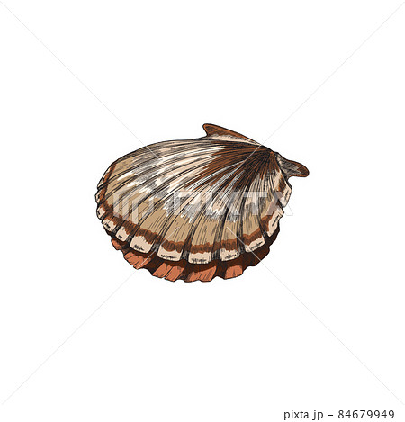 Closed whole scallop shell, sketch vector drawing. Clam seafood realistic line and colored illustration. 84679949