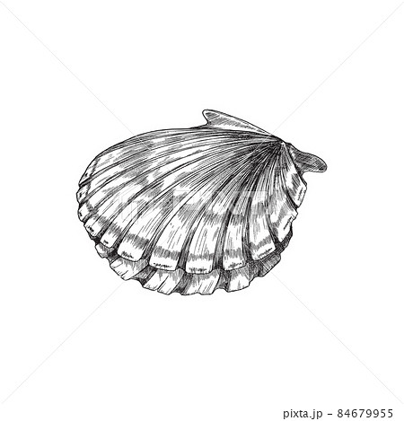 Pin by Indrachapa nelum on art  Seashell drawing Shell drawing Pencil  drawings easy