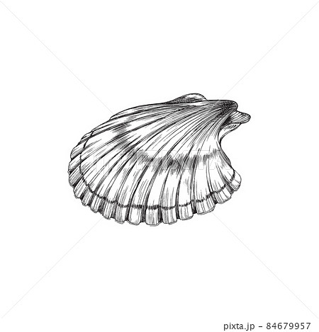 Scallop Mollusk Or Shellfish Shell Engraving のイラスト素材