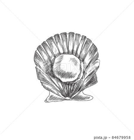 Sea Scallop Mollusk On Open Shell Engraving のイラスト素材 Sea Scallop Mollusk On Open Shell Engraving のイラスト素材
