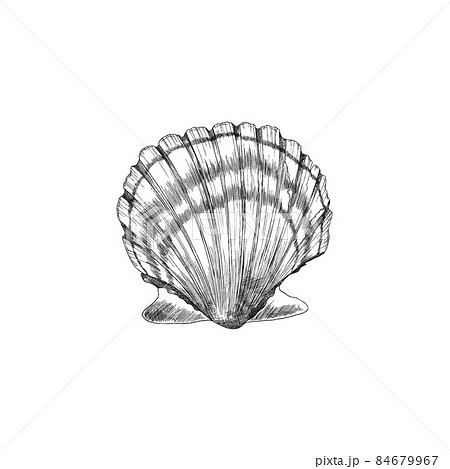 Scallop or shell in sketch style with engraving, vector illustration isolated on white background. Scallop or shell in sketch style with engraving, vector illustration isolated on white background. 84679967