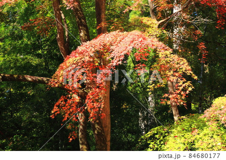 秋の松峯山金剛輪寺散策・152（滋賀県愛知郡：湖東三山） 84680177