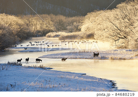 朝日に染まる樹氷に包まれたタンチョウのねぐらに現れたエゾシカの群れ(北海道・鶴居) 朝日に染まる樹氷に包まれたタンチョウのねぐらに現れたエゾシカの群れ(北海道・鶴居) 84680219