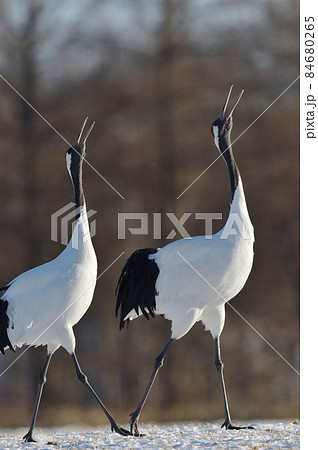 タンチョウの鳴き交わし（北海道） 84680265