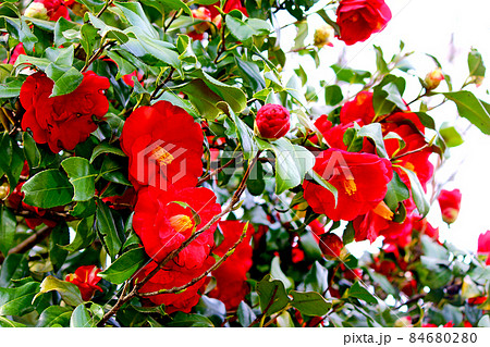 【東京】春の明治神宮宝物殿前広場　鮮やかに咲く椿 84680280