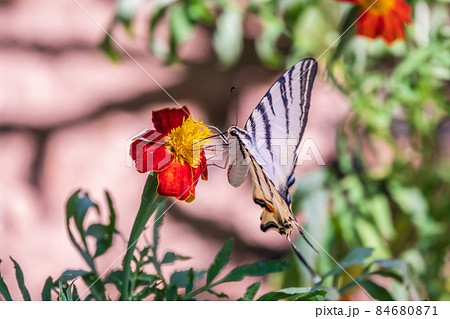 Beautiful Butterfly Scarce Swallowtail, Sail Swallowtail, Pear-tree Swallowtail, Podalirius. Latin name Iphiclides podaliriu. Butterfly collects nectar on flower. 84680871