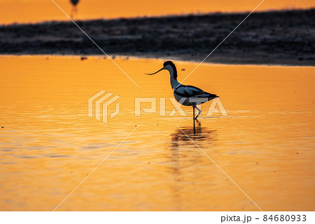 Water bird pied avocet, Recurvirostra avosetta, standing in the water in orange sunset light. The pied avocet is a large black and white wader with long, upturned beak Water bird pied avocet, Recurvirostra avosetta, standing in the water in orange sunset light. The pied avocet is a large black and white wader with long, upturned beak 84680933