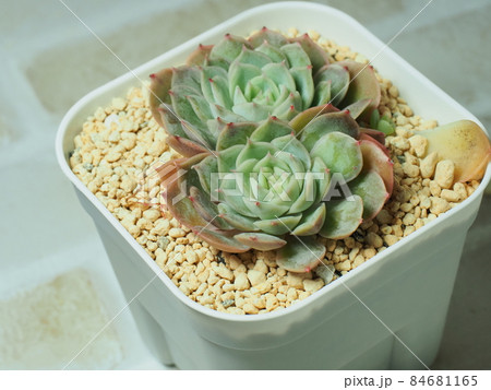 多肉植物オウンスロー 多肉植物オウンスロー 84681165