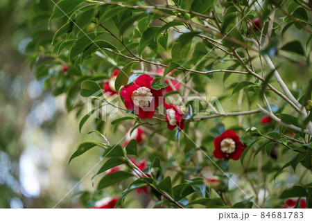 椿　卜伴 84681783