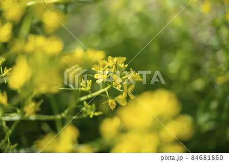 水菜の花 84681860