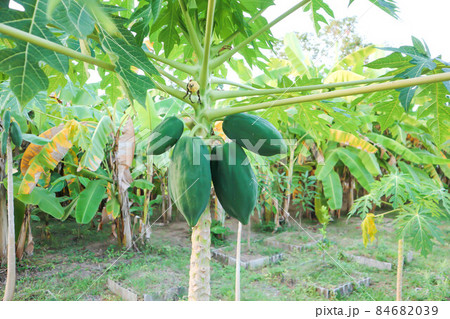 papaya or papaya tree , papaya farm or papaya papaya or papaya tree , papaya farm or papaya 84682039