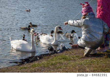 The girl points to a swan, on the shore of a pond. Two swans on the water. 84682391