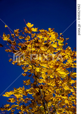 黃葉するカエデ 雨飾山 黃葉するカエデ 雨飾山 84682492