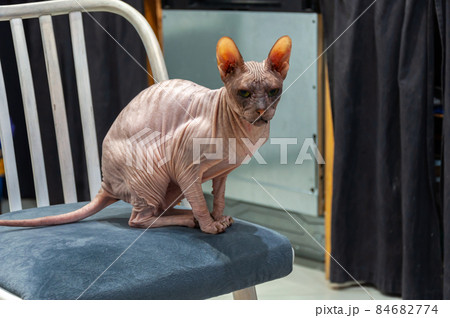 A sphynx cat sits on a chair and looks directly into the camera. A sphynx cat sits on a chair and looks directly into the camera. 84682774