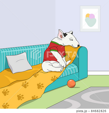 White bull terrier puppy sitting on the couch, ball toy on the floor with carpet. 84682826