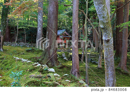 秋の松峯山金剛輪寺散策・185(滋賀県愛知郡:湖東三山) 秋の松峯山金剛輪寺散策・185(滋賀県愛知郡:湖東三山) 84683008