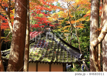 秋の松峯山金剛輪寺散策・188(滋賀県愛知郡:湖東三山) 秋の松峯山金剛輪寺散策・188(滋賀県愛知郡:湖東三山) 84683011