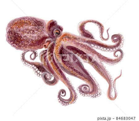 マダコの手描き水彩画 マダコの手描き水彩画 84683047