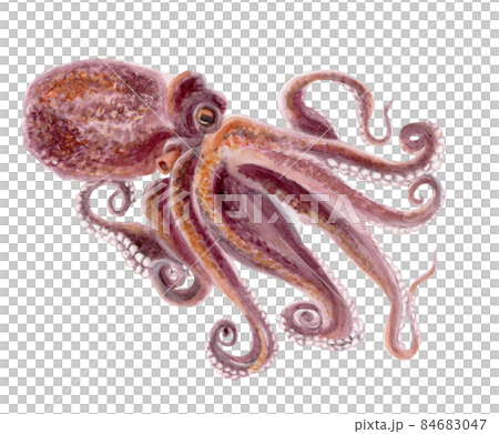 マダコの手描き水彩画 マダコの手描き水彩画 84683047