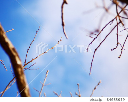 木々のシルエット 84683059