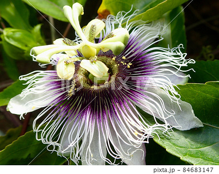 パッションフルーツの花 パッションフルーツの花 84683147