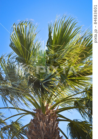 Beautiful palm tree leaves under blue sky 84683601