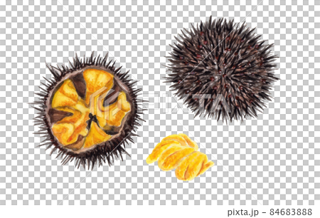 ウニの手描き水彩画 84683888
