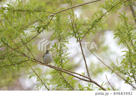 センダイムシクイ 84683992