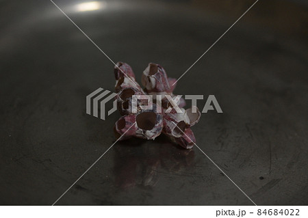 フジツボ 84684022