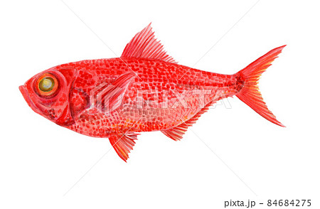 キンメダイの手描き水彩画 84684275