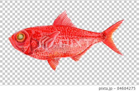 キンメダイの手描き水彩画 84684275