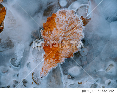 凍った葉 凍った葉 84684342