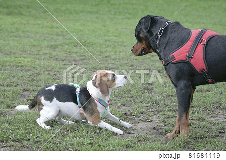 Two dogs meet and get to know each other. 84684449