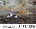 ウミガラス 84684659