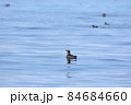 ウトウ 84684660
