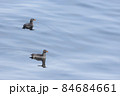 ウトウ 84684661