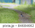 クロツグミ 84684662