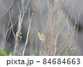 コヨシキリ 84684663