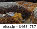 アカエリヒレアシシギ 84684737