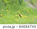 ホシムクドリ 84684740