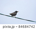 ホシムクドリ 84684742