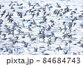 アカエリヒレアシシギ 84684743