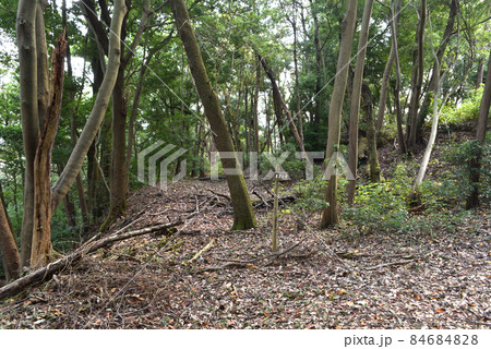 鎌田城　曲輪跡 84684828