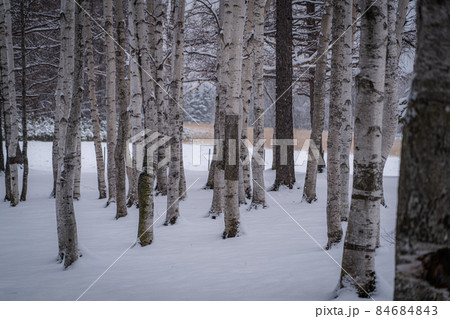 雪と白樺 雪と白樺 84684843