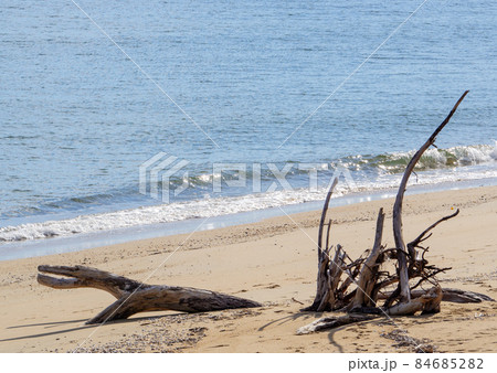 砂に半分埋もれた流木 84685282